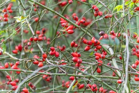 Dense rose hip branches filled with red fruits form a colorful pattern. Stock Photos