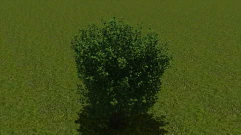 Dense Round Bush On Grass 3D Render Asset Stock Footage 346444551