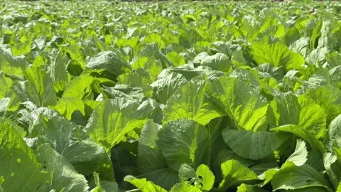 Dense rows of Brassica juncea fill the frame with lush green leaves while Stock Footage 329372764