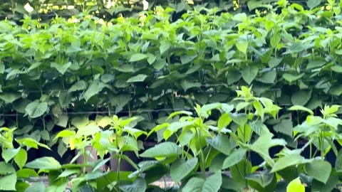 Dense rows of bright green raspberry plants growing with support wires Stockbeeldmateriaal 346410926