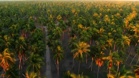 Dense rows of coconut palm trees lit by warm golden hour light, with visible Video stock 319623890