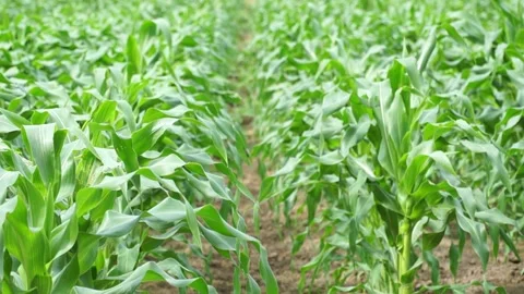 Dense rows of corn stalks and leaves on a patch of soil on a farm. Vídeos de archivo 284000310