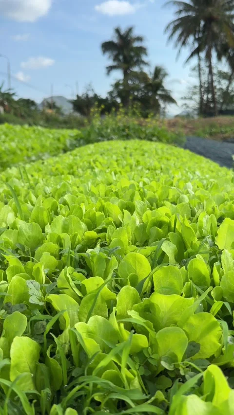 Dense rows of romaine lettuce form a continuous green field stretching across Stock Footage 330062006