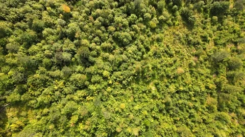 Dense saturated rainforest jungle covered with mist aerial view in slow motion Stock Footage 140274513