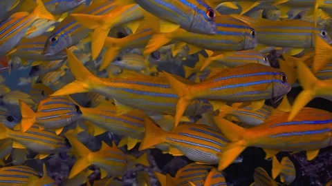 Dense school of blue-striped snapper fish swimming together Stock Footage 340255966