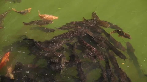 Dense School Carp Feeding In Murky Green Pond, Frantic Circling, Bronze And 스톡 동영상 331121131