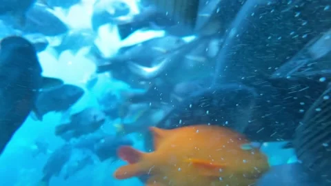Dense School of Dark Reef Fish Swarming Around Camera Underwater Stock Footage 345369880