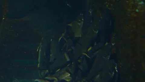 A dense school of fish congregates near a rocky underwater structure. Stock Footage 341349190