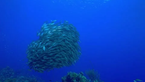 Dense school of fish forming a spherical bait ball Stock Footage 340256011