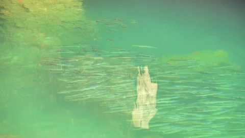 A dense school of fish in Java sea and reflection of temple in water Vídeos de archivo 311566131