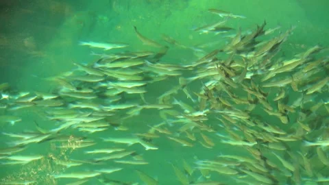 A dense school of fish in the Java sea Stock-Footage 311566180
