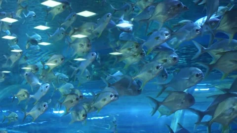 A dense school of fish swims in an aquarium, illuminated by artificial lights Stock Footage 341348587