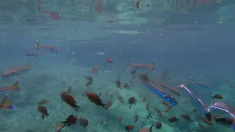 A dense school of fish swims beneath the water surface in clear blue water Stock Footage 340009740