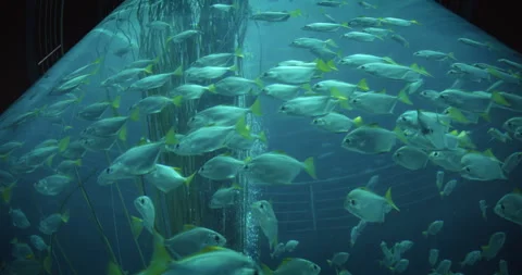 A dense school of fish with yellow tails moves collectively in an aquarium Stock Footage 306760046