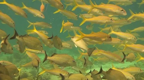 Dense school of grunts Stock Footage 8656961