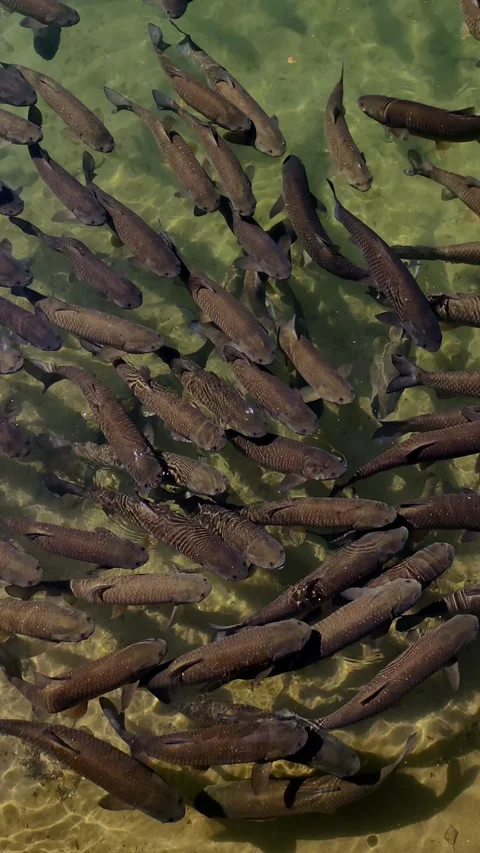 Dense school hungry fish carp swimming in pond. vertical. Stock Footage 333286823