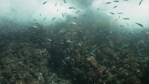 Dense school of rainbow wrasse fish in the Pacific ocean. Stock Footage 221245949