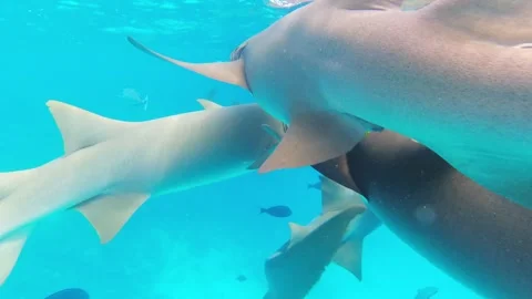 Dense school of sharks and reef fish swimming together in turquoise tropica.. Stock Footage 326938880