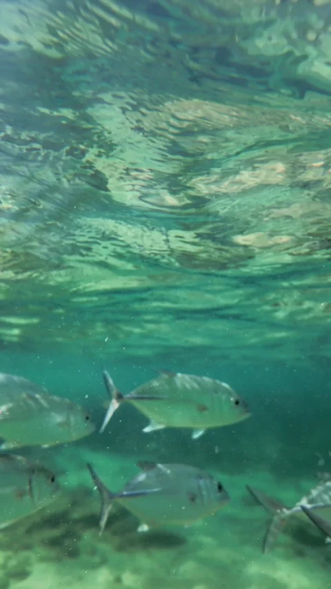 Dense School of Silver Tropical Fish, Hikkaduwa, Sri Lanka Slow Motion Stock Footage 329033400