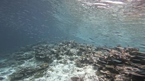 Dense School of Silvery Reef Fish Streaming Over a Sunlit Maldives Coral Ridge Stock Footage 341386292