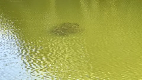 A Dense School of Small Fish Swims Together in Murky Greenish Water, Creating Stock Footage 319299218