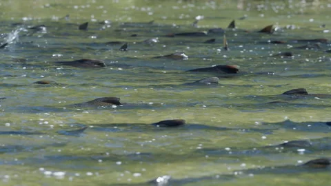 Dense School of Spawning Salmon Crowding Shallow River Waters in Ontario Vidéo 344032012
