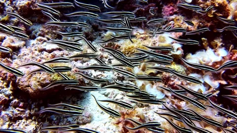 Dense school of stripped eel catfish swarm across shallow tropical reef floor Stock Footage 336780843