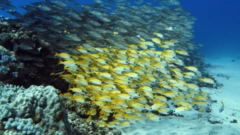 Dense school of tropical fish moving across a coral reef in Mauritius. Dynamic Stock Footage 338001415