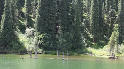 Dense Schrenk Spruce Forest Along the Shore of a Mountain Lake Stock Footage 346616053