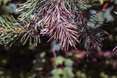 Dense Scots pine foliage with needle bundles Stock Photos