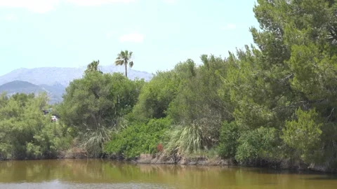Dense Scrub Vegetation and Palm Tree by Water Channel, Maristany Stock Footage 340589652