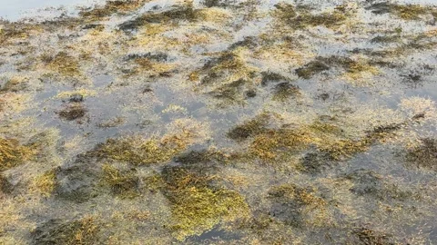 Dense seaweed moving with tide Vidéo 321615697