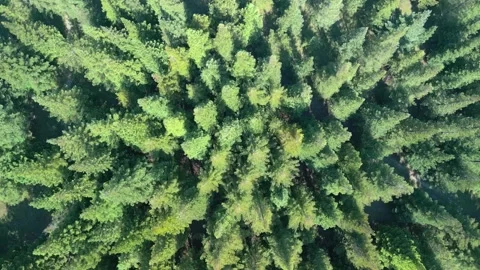 Dense Sequoia Trees In Forest In Pontevedra, Spain. aerial topdown shot Stock Footage 277748547