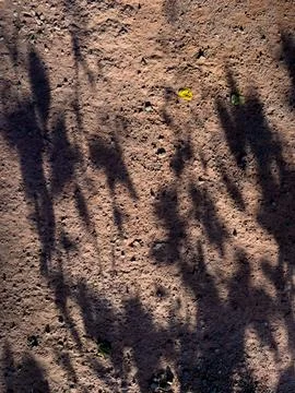 Dense shadows from tree branches fall across rough, reddish-brown earth Stock Photos