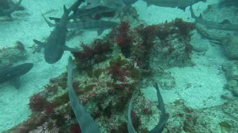 Dense Shark Aggregation with Scuba Divers at Ito Japan Close Underwater View Stock Footage 344699596