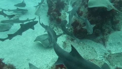 Dense Shark Aggregation with Scuba Divers at Ito Japan Natural Habitat View Stock Footage 344699603