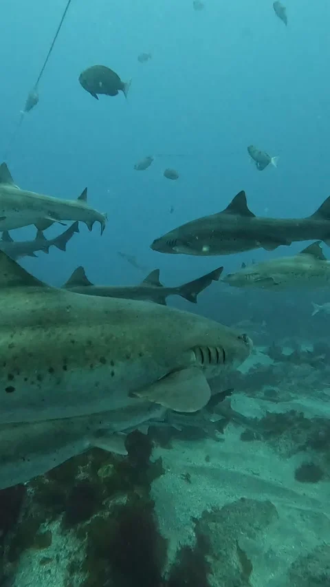 Dense Shark Aggregation with Scuba Divers at Ito Japan Wide Underwater View Stock Footage 344699605