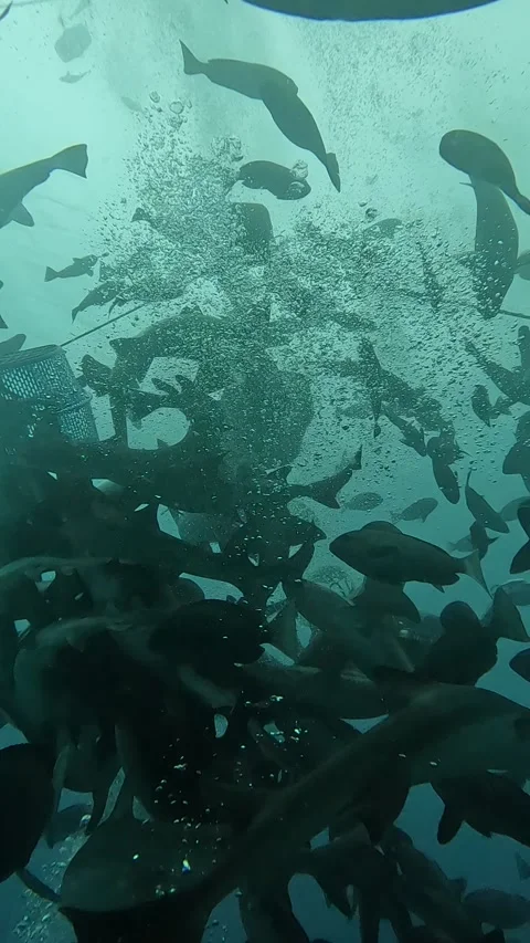 Dense Shark Aggregation with Scuba Divers at Ito Japan Marine Habitat View Stock Footage 344699698