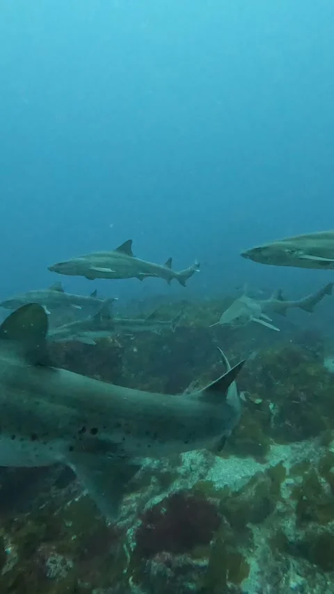 Dense Shark Aggregation with Scuba Divers at Ito Japan Wildlife Encounter Stock Footage 344699704