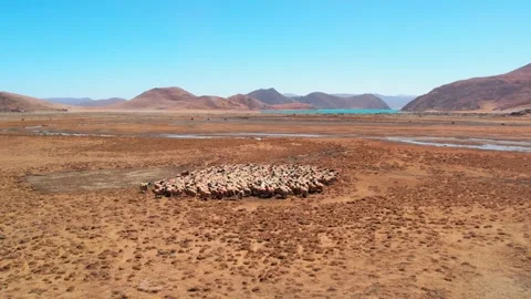 Dense sheep flock on open brown grassland in Tibet aerial Video stock 345885042