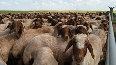 Dense Sheep Flock In Open Pasture, Ceylanpinar, Sanliurfa Stock Footage 336495310