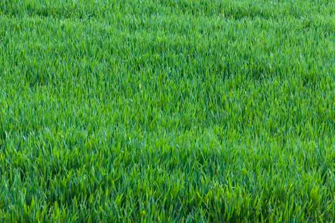 Dense shoots of wheat or rye. Young Wheat seedlings. Stock Photos