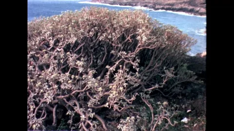 Dense Shrub by the Ocean Stock Footage 278216999