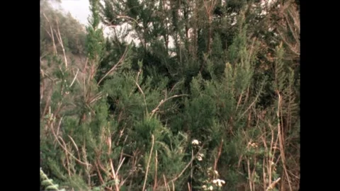 Dense Shrubbery Stock Footage 278240543