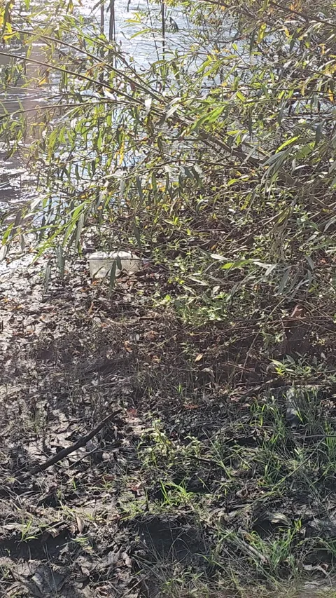 Dense shrubs border a muddy, shallow waterway Stock Footage 347672542