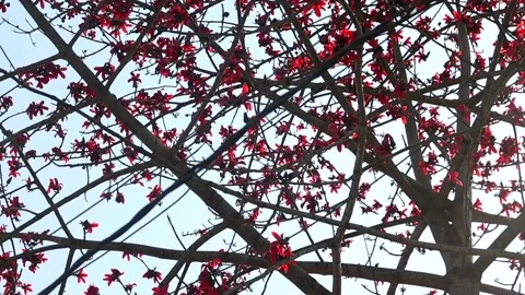 Dense silk cotton tree branches filled with red blossoms under sunlight Stock Footage 331276809