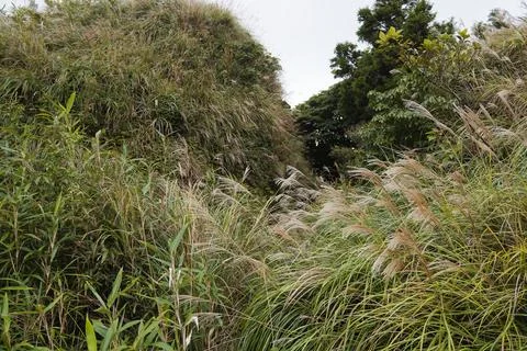 Dense Silver Grass Field on Misty Mountain Trail at Midday 写真素材