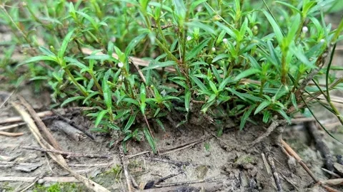 Dense Small Green Plants Sprouting From Sandy Soil Stock Footage 340242960