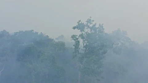 Dense smoke blankets the Amazon rainforest during an active wildfire, reducing Stock Footage 340335860