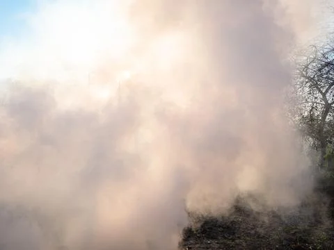 Dense smoke from burning cut stems in garden Stock Photos